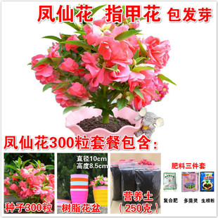 凤仙花种子重瓣茶花阳台盆栽室内学生实验四季播种开花指甲花种籽