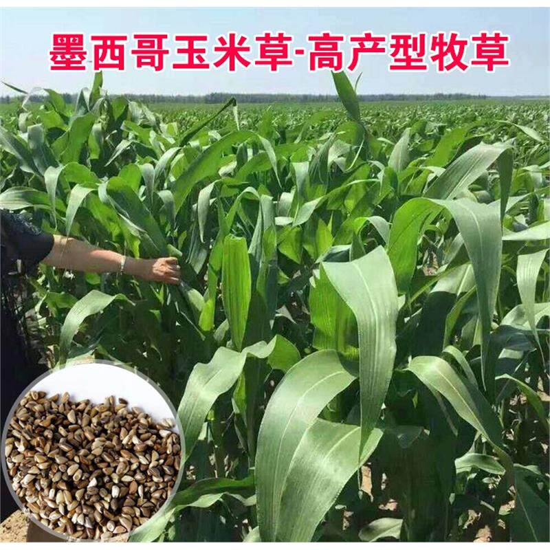 进口墨西哥玉米草种籽优12阔叶玉米草猪羊牛鱼兔养殖草籽高产牧草
