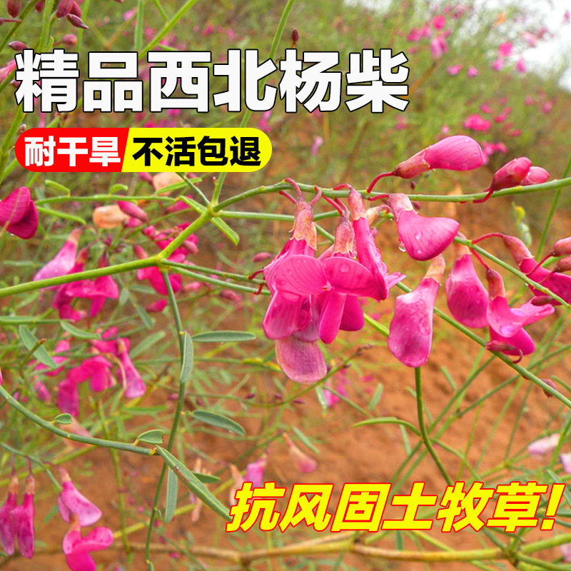 杨柴种子多年生护坡固土灌