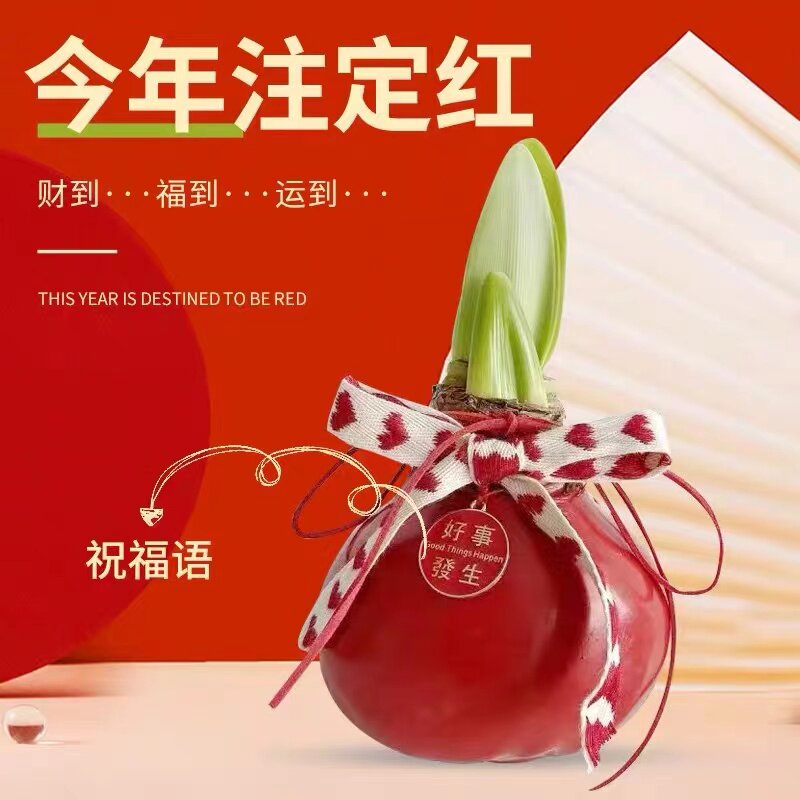 蜡封朱顶红种球年宵花节日礼物
