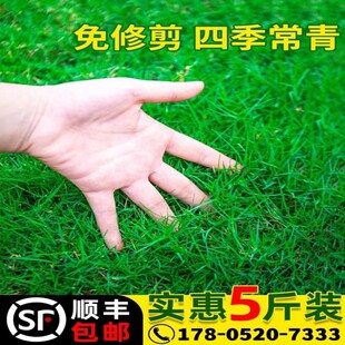 草坪草籽四季常青护坡狗牙根矮生地毯草庭院绿化草皮黑麦草种子孑