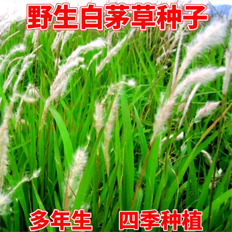 白茅草种子四季播易活坟头山坡杂草绿化针茅白毛草白茅根种籽