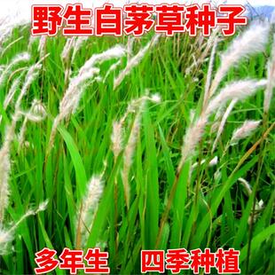 白茅草种子四季播易活坟头山坡杂草绿化针茅白毛草白茅根种籽