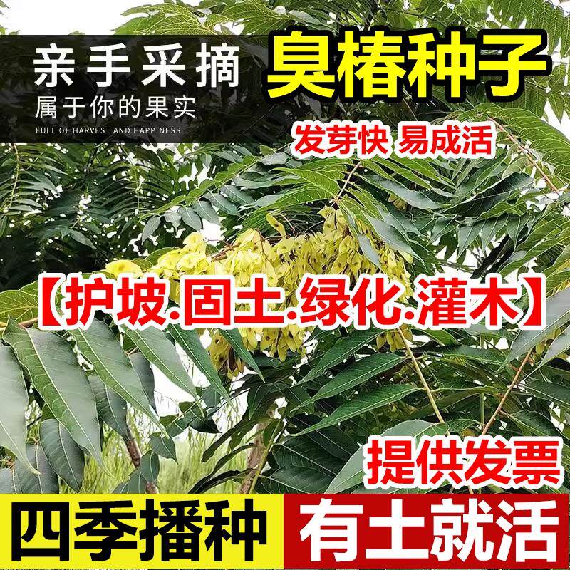 臭椿新采树林木种子乔造苗