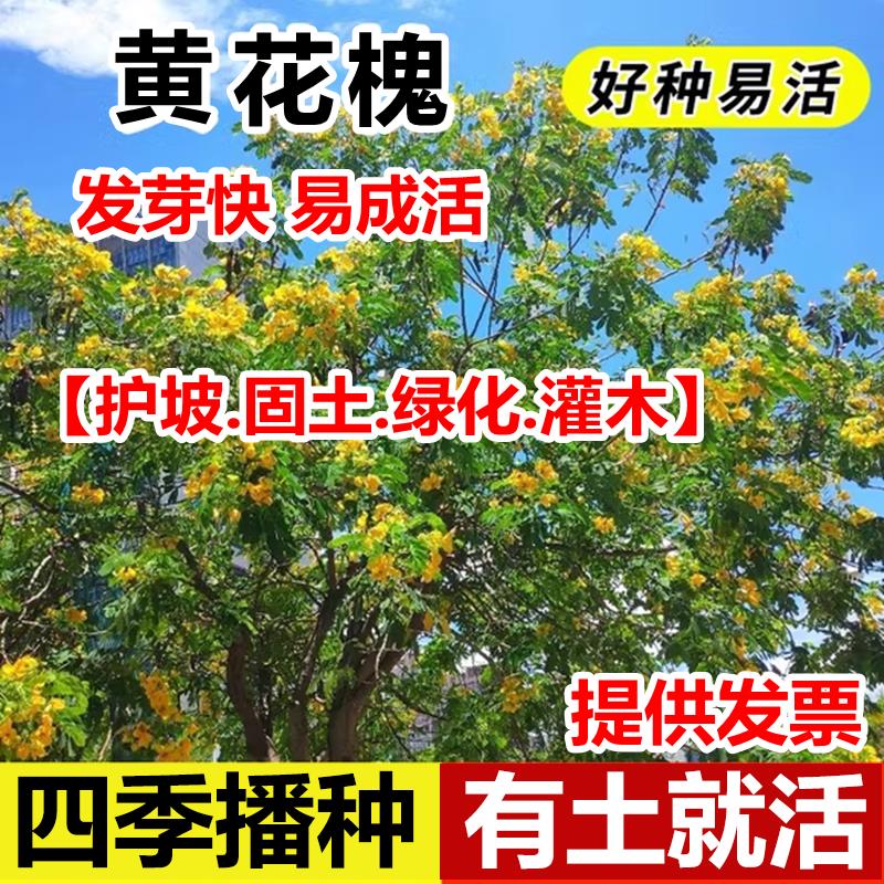 刺槐种子护坡固土工程园林