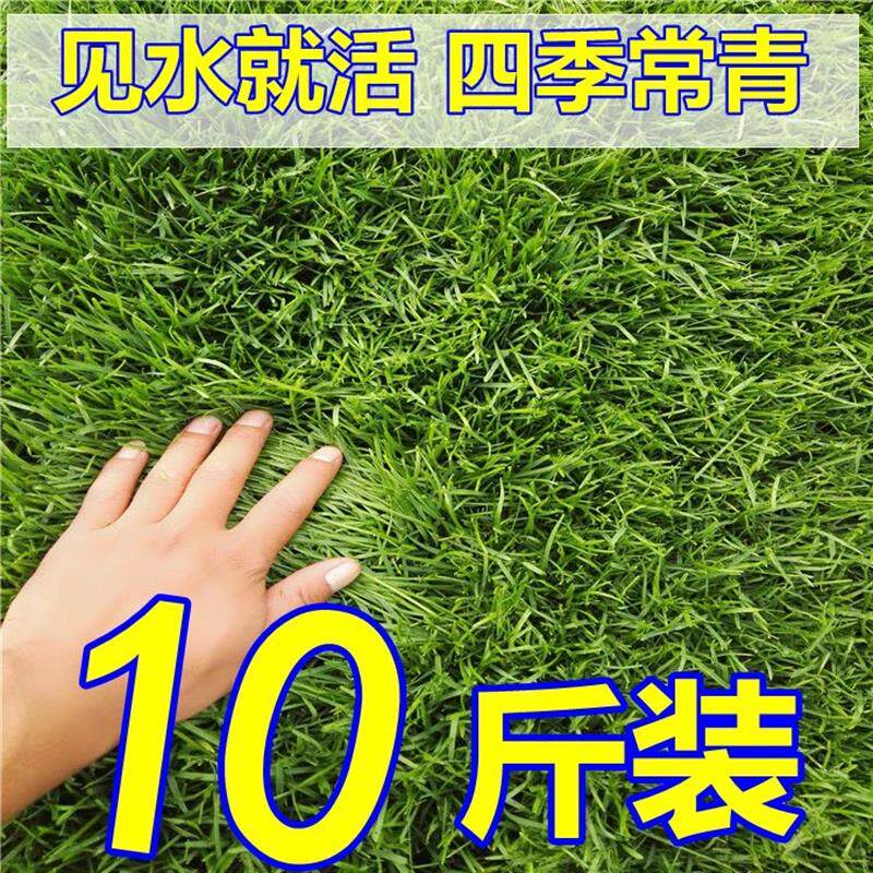 护坡草坪籽耐寒旱四季常青