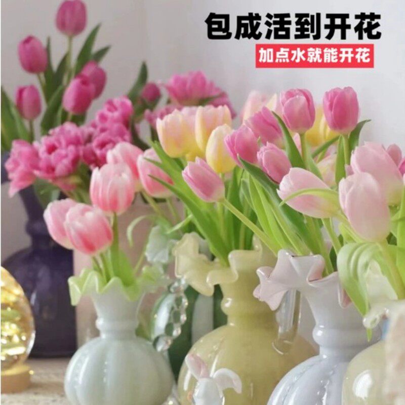 5颗郁金香种球水培套装玻璃瓶