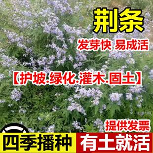 荆条种子牡荆五指风五指柑黄荆柴黄金子蜜源绿肥护坡固土防沙种籽
