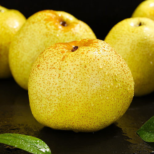 砀山酥梨新鲜产地直发