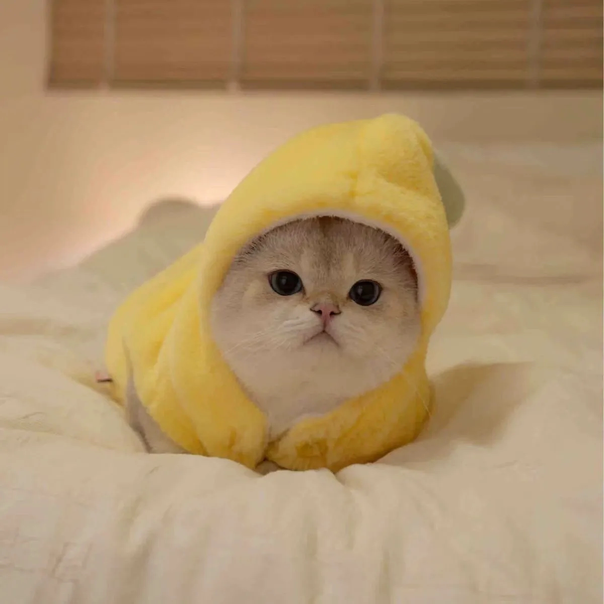 2025新款宠物猫咪衣服狗狗搞怪香蕉装网红泰迪比熊布偶秋冬季保暖