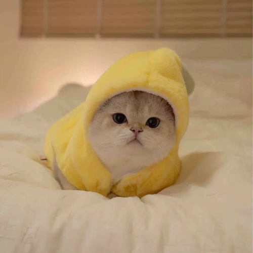 2025新款宠物猫咪衣服狗狗搞怪香蕉装网红泰迪比熊布偶秋冬季保暖