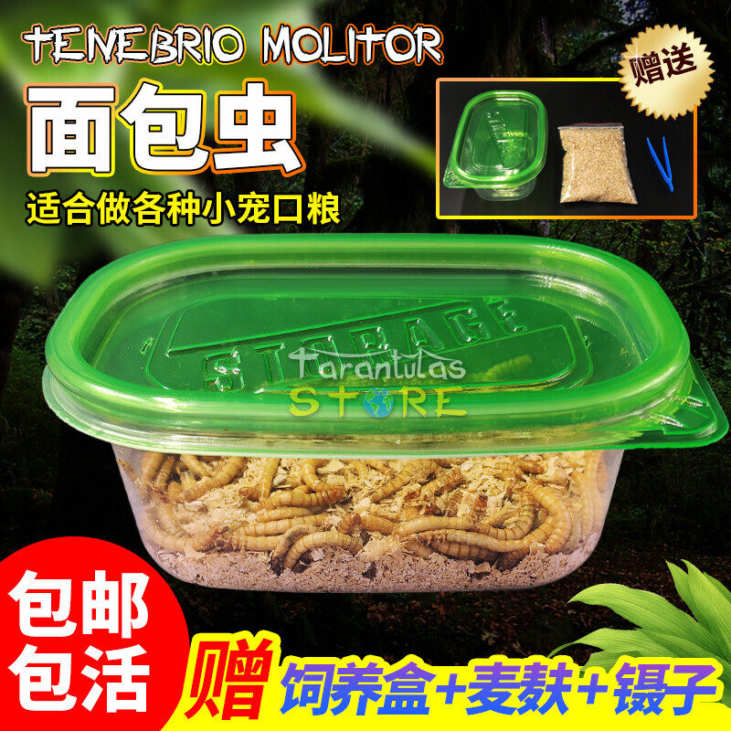 面包虫黄粉虫活体蜘蛛蝎子乌龟守爬虫/鸣虫食物
