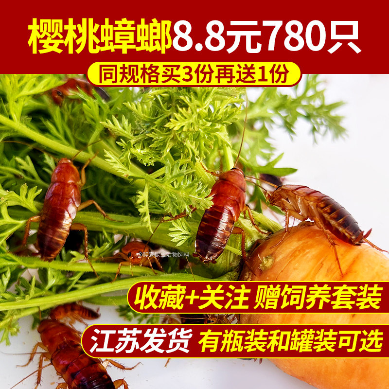 樱桃红蟑螂 樱桃蟑螂 爬宠 昆爬虫/鸣虫食物