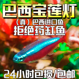 巴西宝莲灯鱼红绿灯科鱼热带淡水观赏小型水草群游斑马孔雀鱼大号