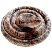 软胶蛇彩印仿真蛇眼镜蛇幼儿园儿童玩具小蛇整人恶搞假蛇动物模型