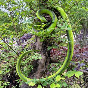 软胶仿真蛇大青蛇绿色蟒蛇园艺树木装饰儿童玩具吓人假蛇动物模型