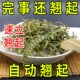 泡水喝野生肾精草 肾精茶黄金草嗷嗷叫东北化石草长白山肾经草正品