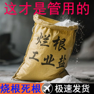 工业盐烧根灭树粉烂根剂灭根粉专灭杂草竹子树强效烂根腐烂灌木