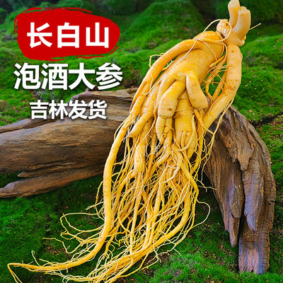 鲜人参圆耳牛人参滋补送礼