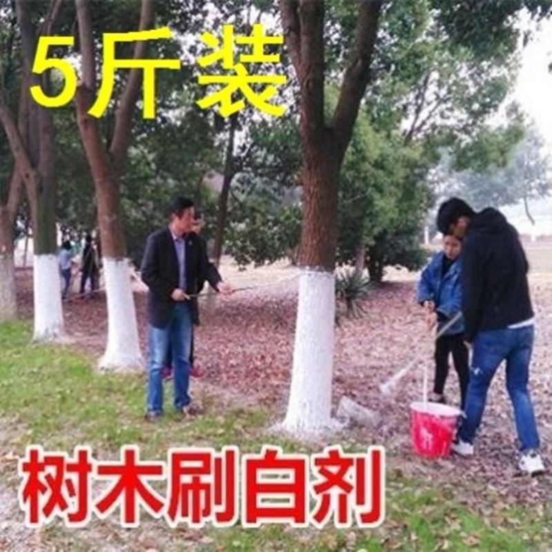 果树防虫涂料农用生石灰粉驱虫树木涂白剂树干刷树用的白灰过冬燥