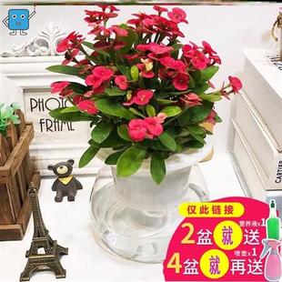 极速发财树盆栽懒人植物r房间室内养花家里好养小绿植水养茉莉花