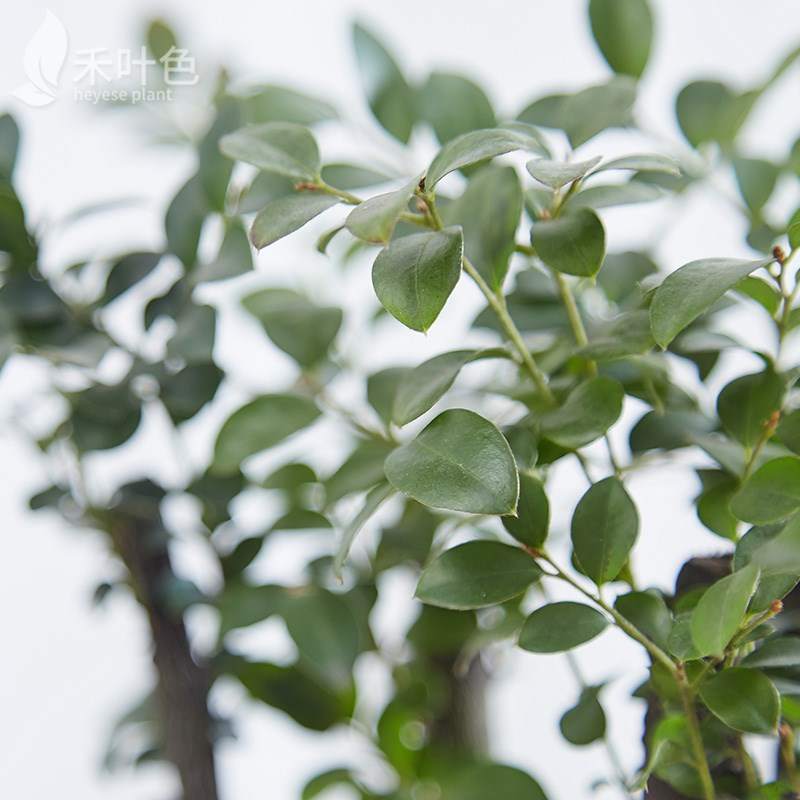 极速黑骨茶小叶紫檀盆景树桩植物盆栽室内绿植办公室盆Y栽绿色植