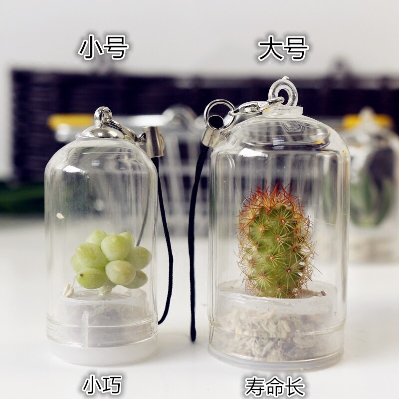 极速新款创意试管绿色植物钥匙扣挂件 迷L你多肉仙人掌小礼品送人