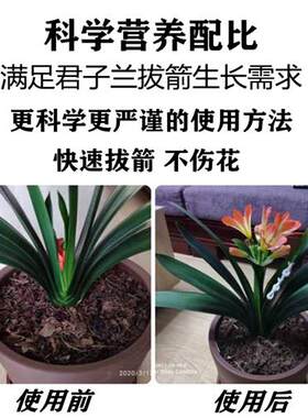 极速君子兰夹箭灵促箭剂快速拔剑剂通用型夹N剑液促开花专用肥营