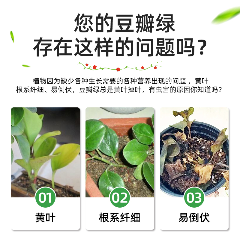 极速豆瓣绿肥料青叶碧玉花u肥豆瓣绿专用肥营养液盆栽常绿有机肥