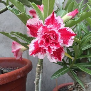 极速代表爱情的花盆栽植物喜阳耐旱花卉多肉桌面绿植盆Y栽重瓣沙