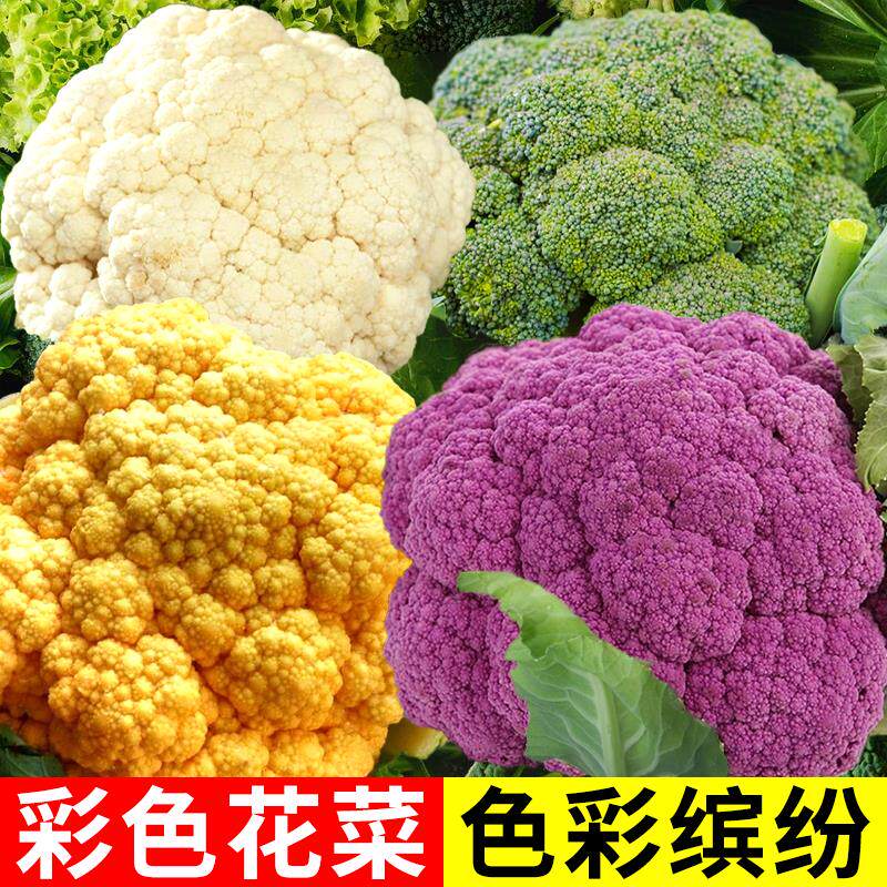 有机花菜秧苗60天散花寿光菜花苗子青黄紫色青梗花菜苗带土早熟彩