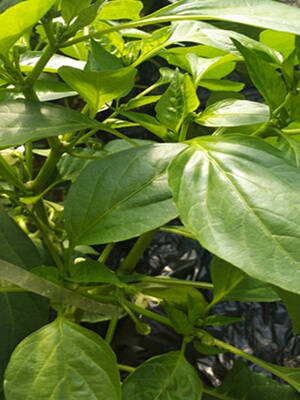 好吃辣椒叶种子苗芽菜籽阳台四季