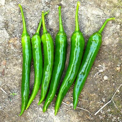 不辣杭椒辣椒苗秧苗青杭椒一号四季阳台盆栽种植蔬菜辣椒种籽孑