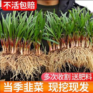 红根韭菜种籽大全小叶紫根宽叶大叶香791土广东种子韭菜种孑盆栽