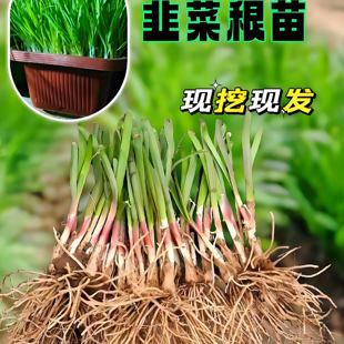 宽叶韭菜根苗紫根四季带土现挖新大叶本地种子老品种小叶酒菜根苗