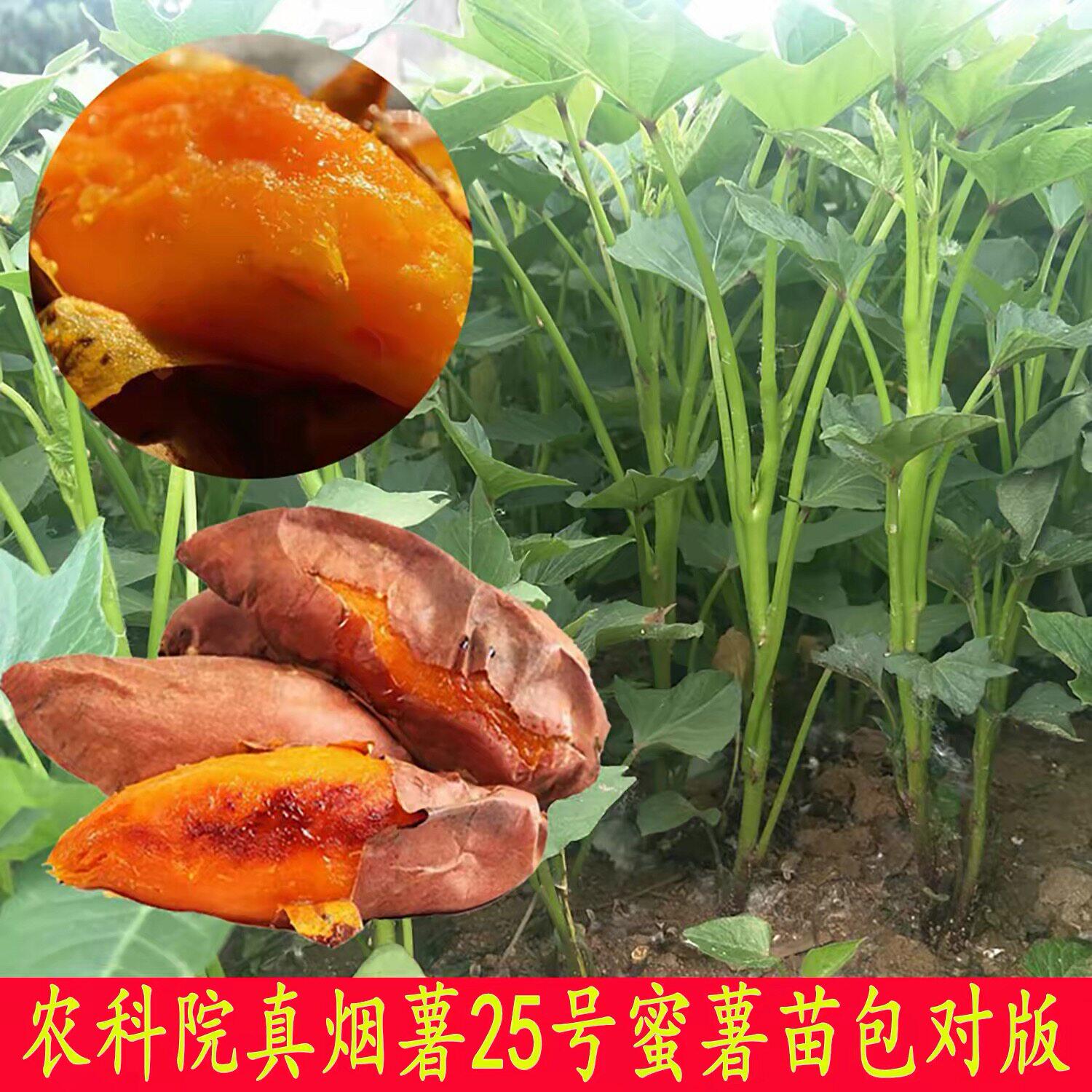 山东烟薯25号脱毒红薯苗 糖心蜜薯苗25号高产地瓜苗藤 正宗番薯苗