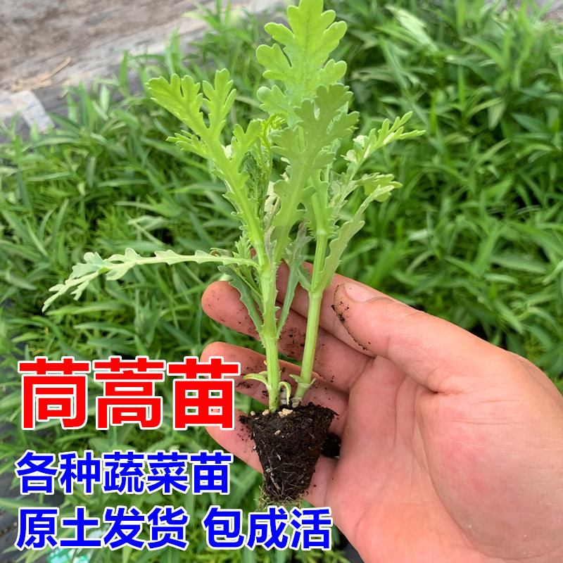 茼蒿苗秧苗茴香苗空心菜苗四季蔬菜苗生菜苗带土包邮盆栽阳台种植