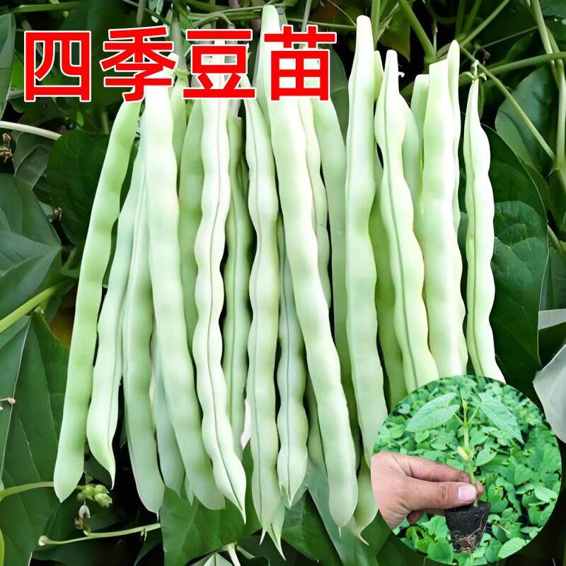 高产四季豆苗扁大刀西葫芦图片