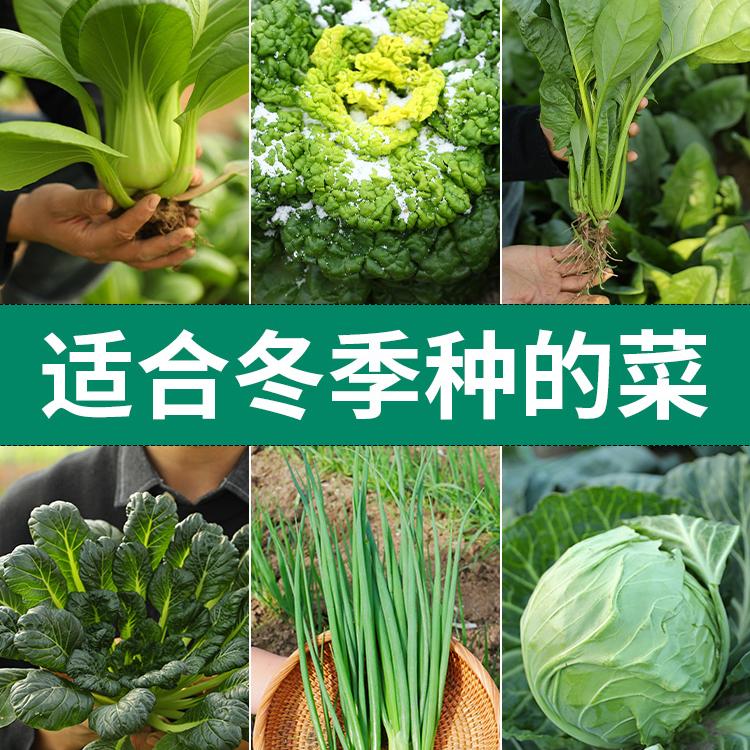 冬季菜苗秋冬季大全各种耐寒蔬菜秧苗秋季南方当季阳台盆栽种苗