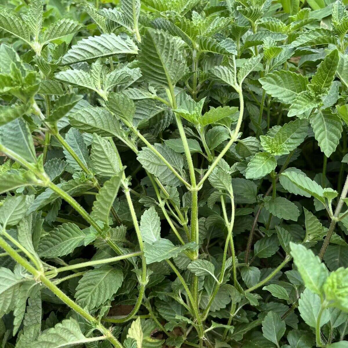 凉粉草种子烧仙草原料仙草蜜 仙草冻 仙人粄仙草菜一年生野菜种籽