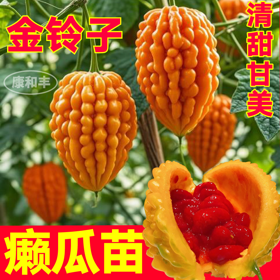 爬满架金癞瓜苗秧寿光清甜图片