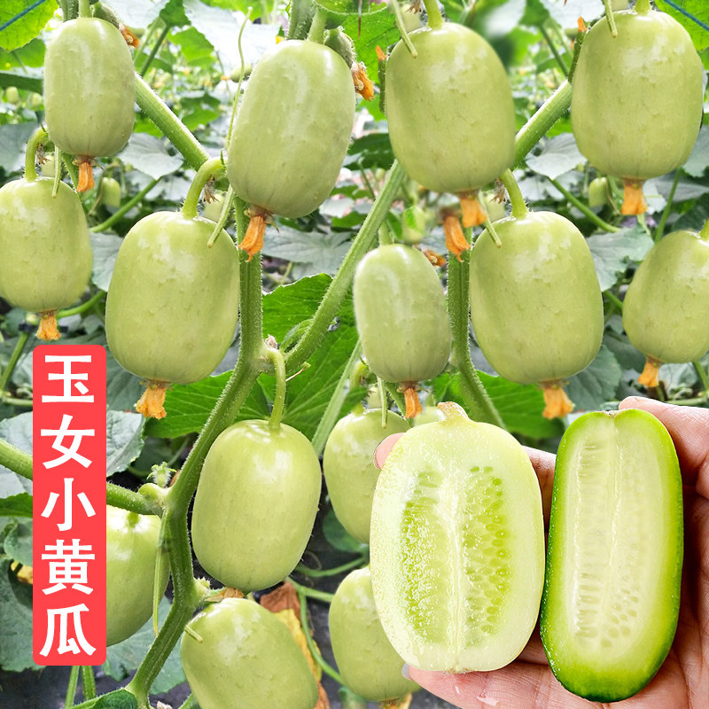 迷你玉女黄瓜苗秧苗阳台盆栽黄爪玉米青瓜刺瓜种籽孑金童拇指四季