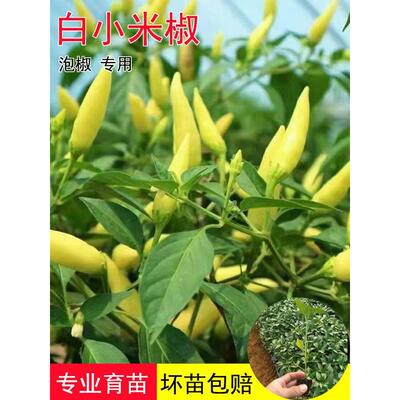 广西野山椒苗泡椒苗辣椒苗秧苗四季特辣朝天椒种苗阳台盆栽蔬菜苗