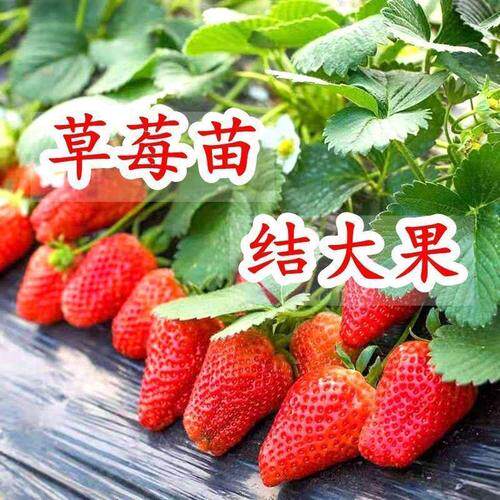 草莓苗四季结果奶油淡雪食用