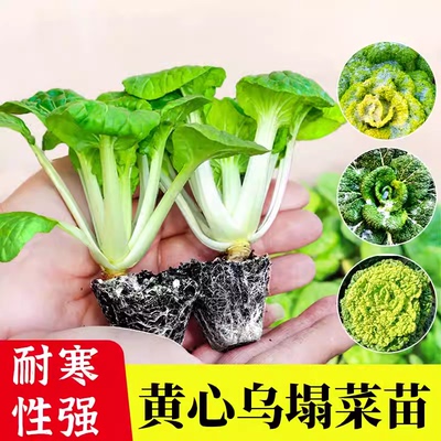 黄心乌塌菜苗秧苗黑塌菜籽黄金耐寒乌塌菜种子黑心黄芯秋季黄心菜