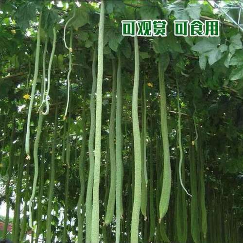 长丝瓜苗秧带土秧苗四季高产特大号水瓜种新品种超长特大巨型种苗
