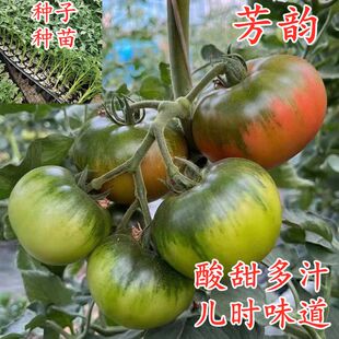 碱地西红柿苗丹东铁柿子绿腚番茄苗蕃茄苗铁皮草莓西红柿苗蔬菜苗