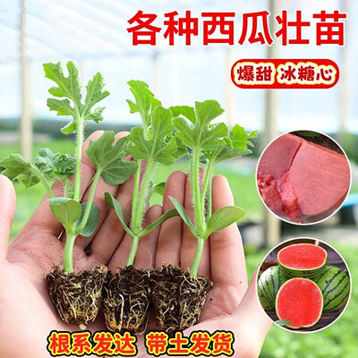 皮薄甜脆小糖丸西瓜秧苗带