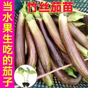 竹丝茄子苗秧苗蔬菜苗大全老品种嫁接茄子苗秧带土四季树阳台盆栽