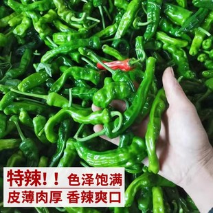 香辣小皱皮辣椒苗秧苗山东枣庄薄皮剥皮本地老品种四季云南邹皮椒